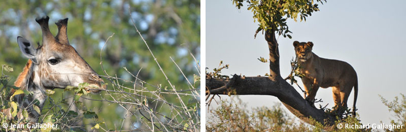 Botswana and Zimbabwe 2014 Trip by Rich and Jean Gallagher