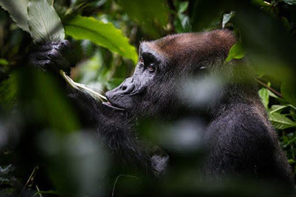 Kamba/Republic of Congo with Cindi LaRaia, March 8-16, 2026 Group Trip