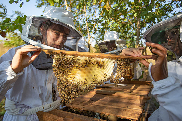 Honey project