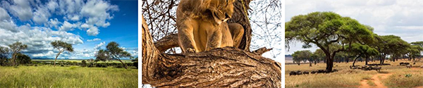 Tarangire National Park - Tanzania