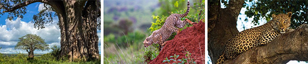 Tarangire National Park - Tanzania