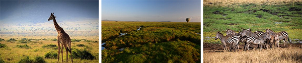 Seronera - Tanzania